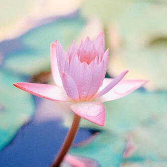 Lotus Flower Meditation